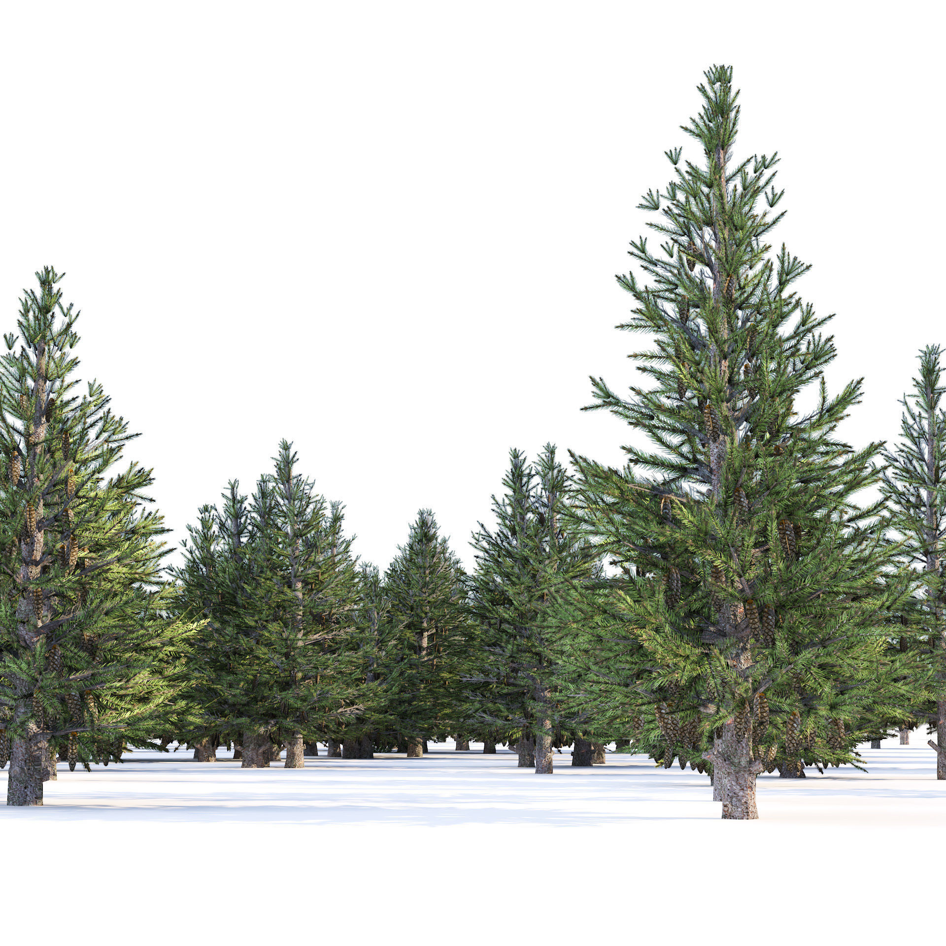 Norway spruce forest trees Low-poly 3D model_5