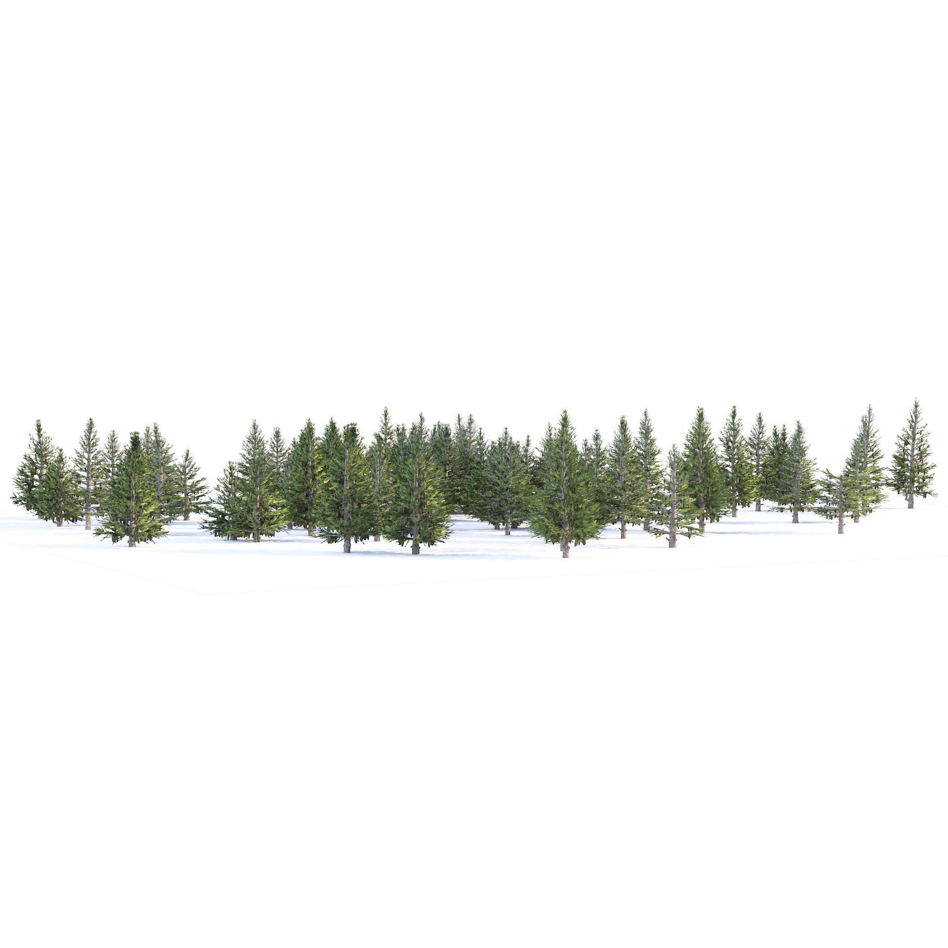 Norway spruce forest trees Low-poly 3D model_4