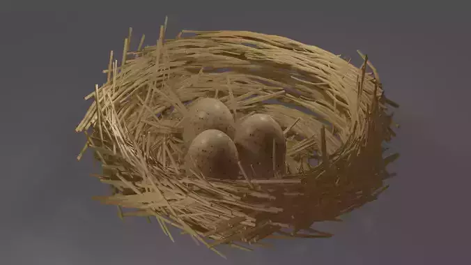 eggs in the nest