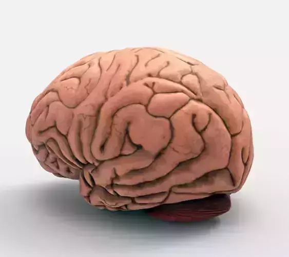 The Brain human 3D print model