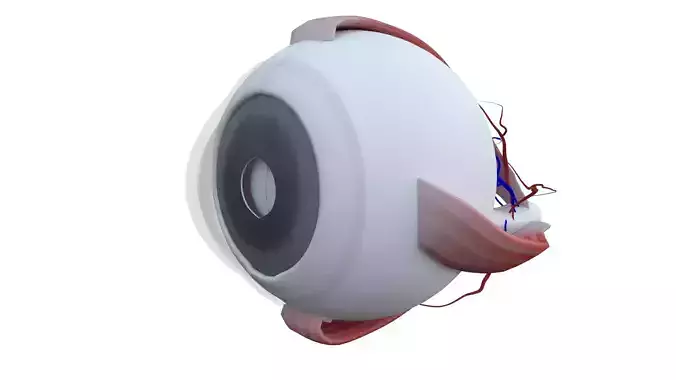 Eye Anatomy 3D model