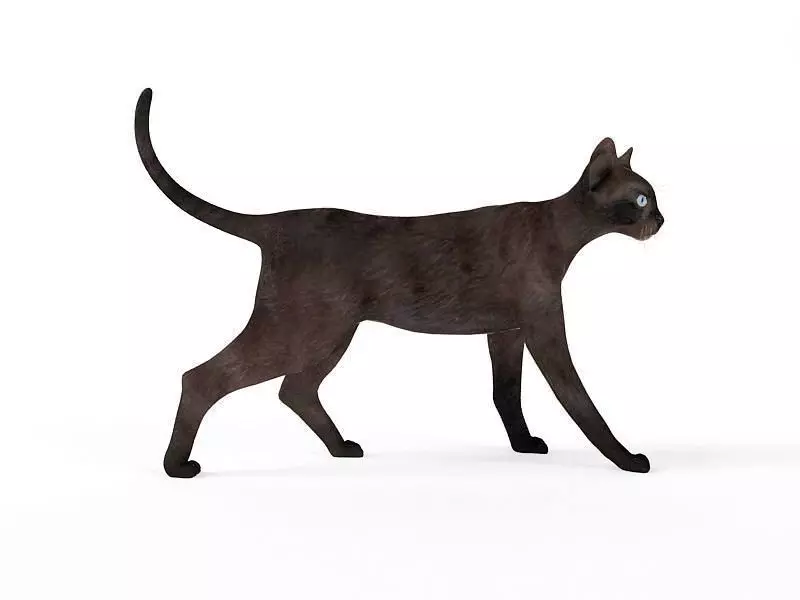 Dark Brown Cat 3D model_0