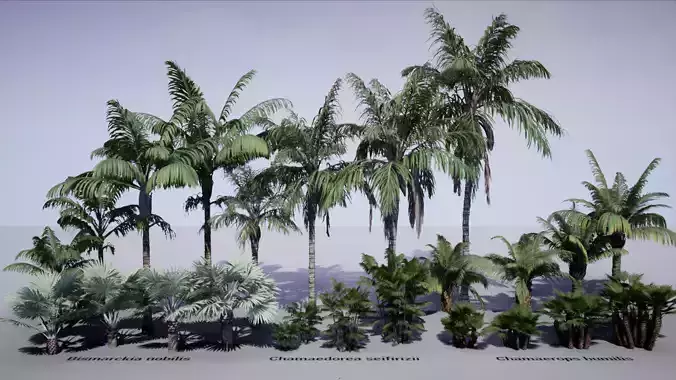 HQ Plants Volume 1 Palms for unreal engine 3D model set of 24 3D model