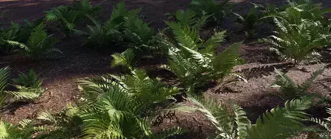 Fern Collection ferns growing in dirt