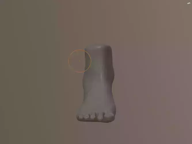 Foot Model