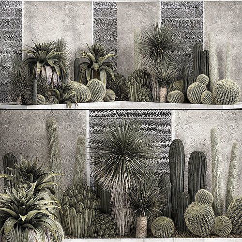 Collection Of Tropical Desert Plants cactus 1126 3D model
