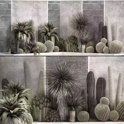 Collection Of Tropical Desert Plants cactus 1126 3D model