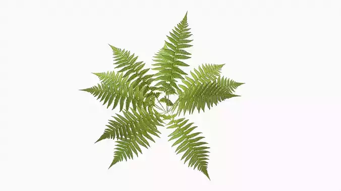 Green Fern
