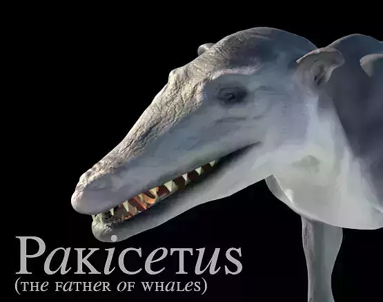 Pakicetus 3D Model skulls of three different animals