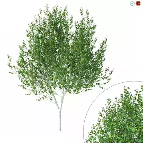 Betula Utilis Tree No 1