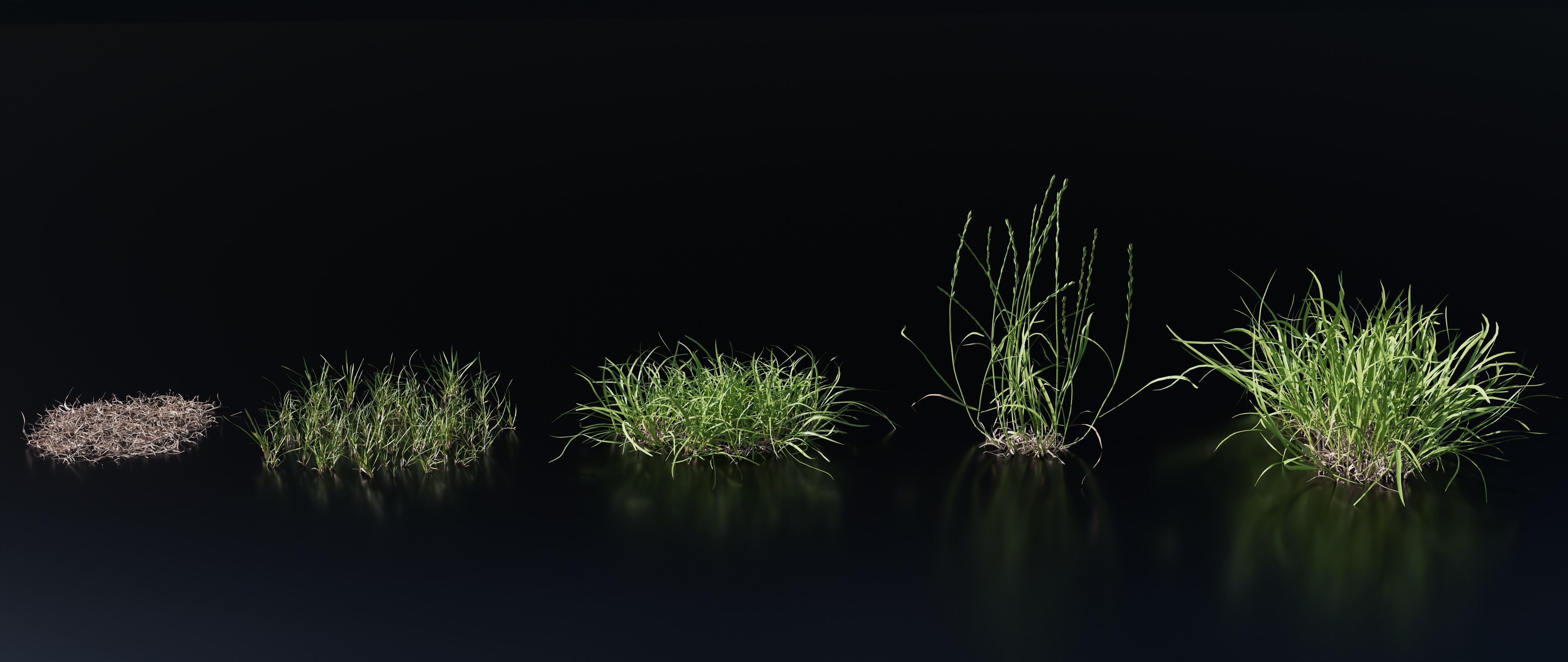 Grass Variety Pack 1 3D model_2