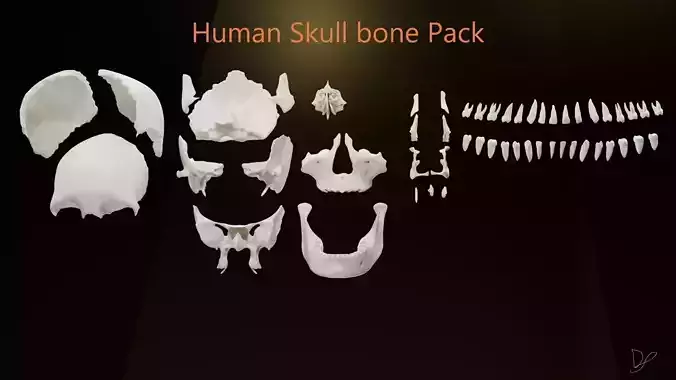 Human male skull and high detail human skull