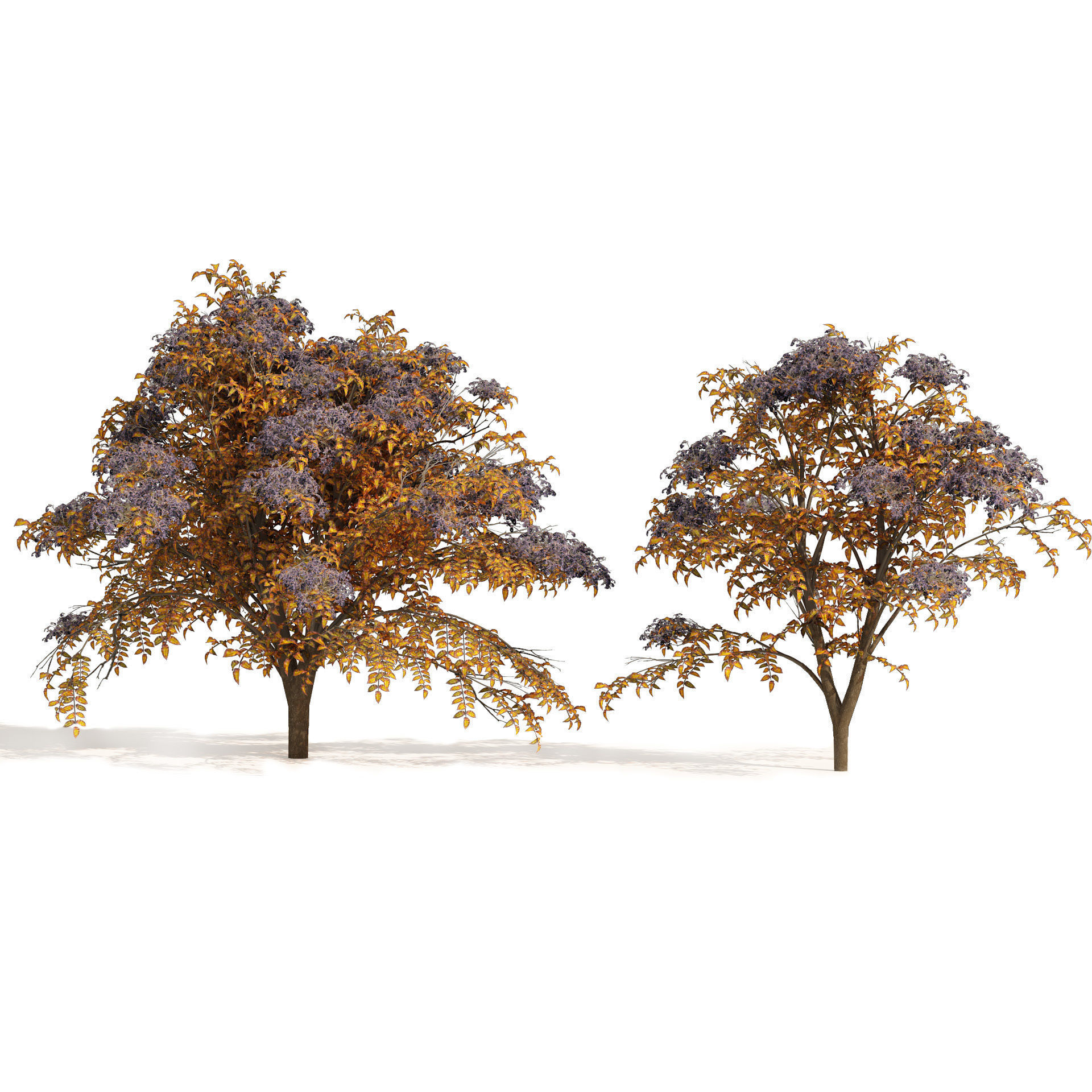 2 Autumn Japanese angelica trees 3D model_3
