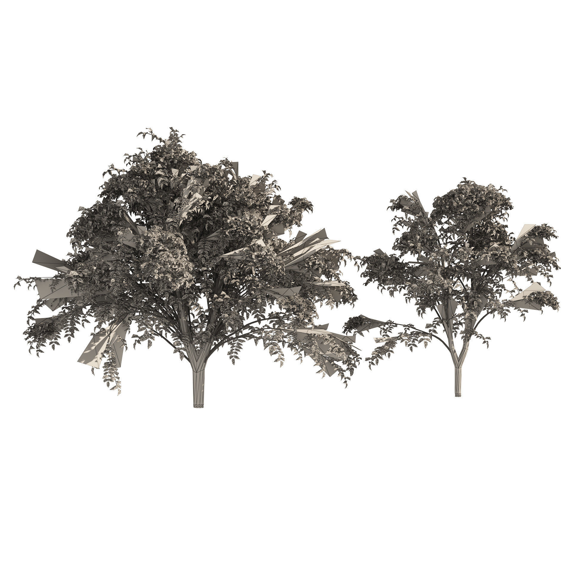 2 Autumn Japanese angelica trees 3D model_5