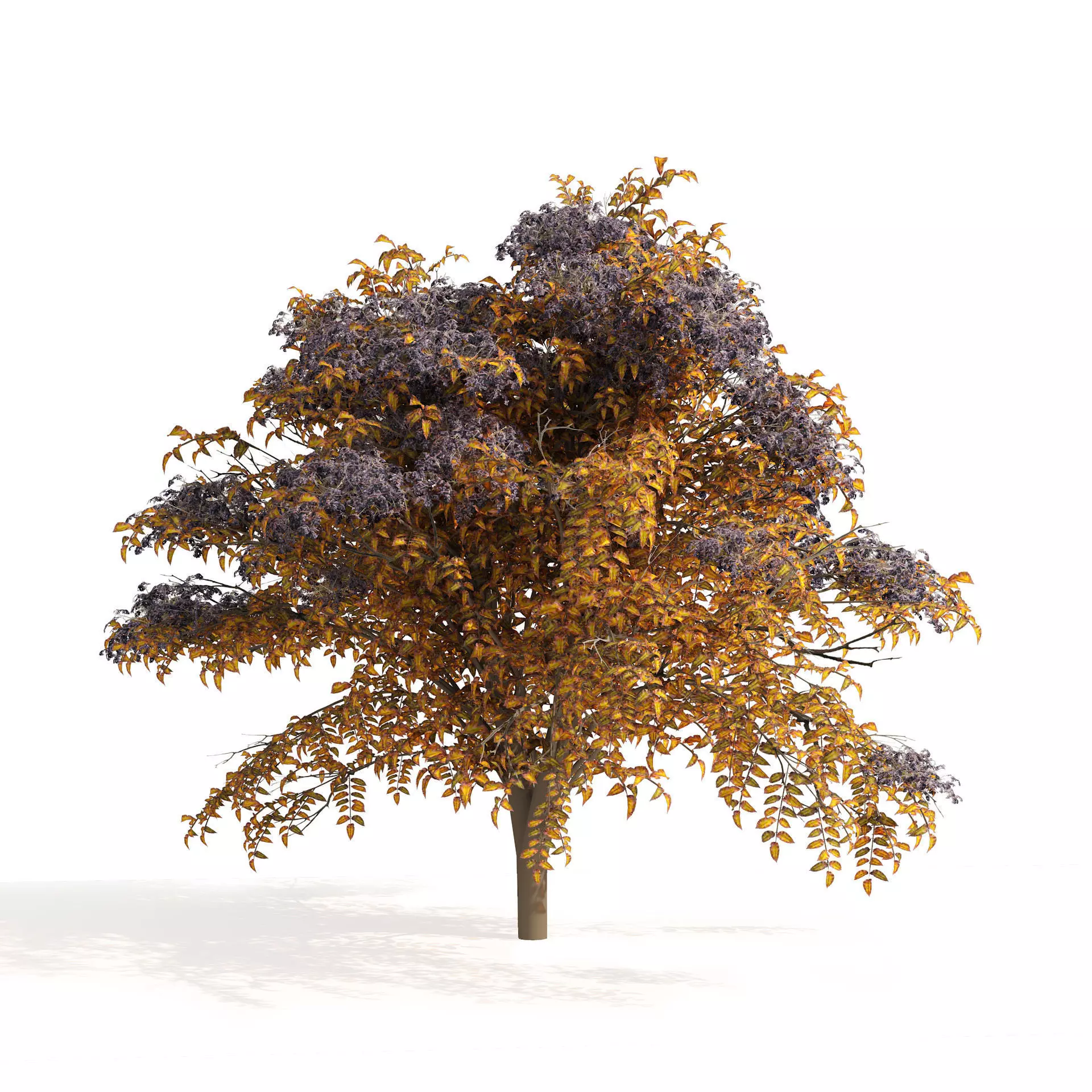2 Autumn Japanese angelica trees 3D model_0