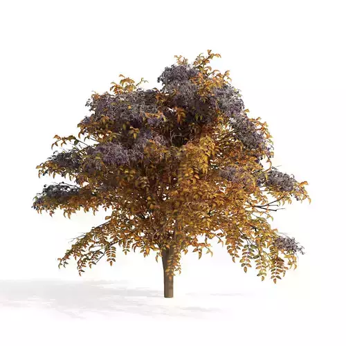 2 Autumn Japanese angelica trees 3D model