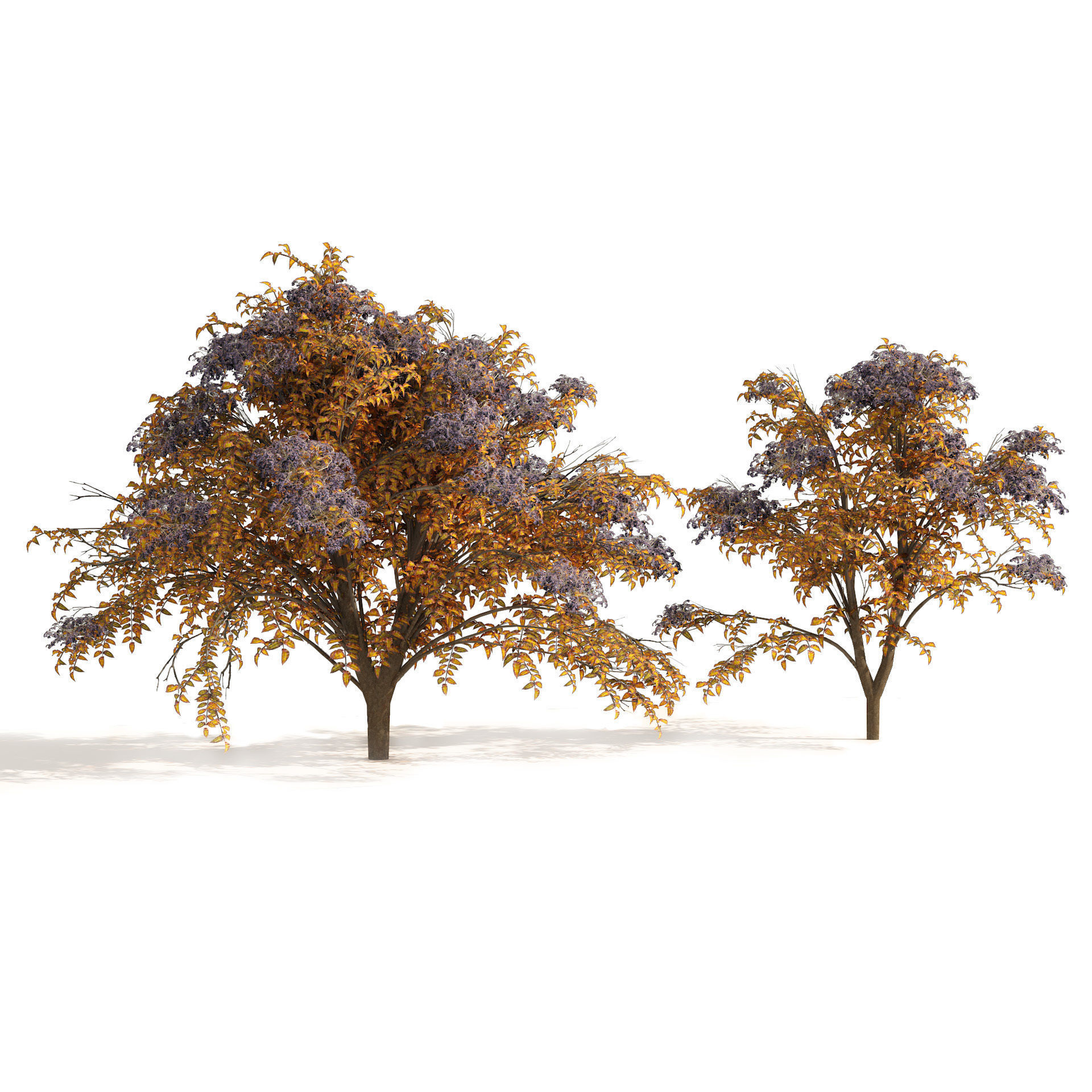 2 Autumn Japanese angelica trees 3D model_1