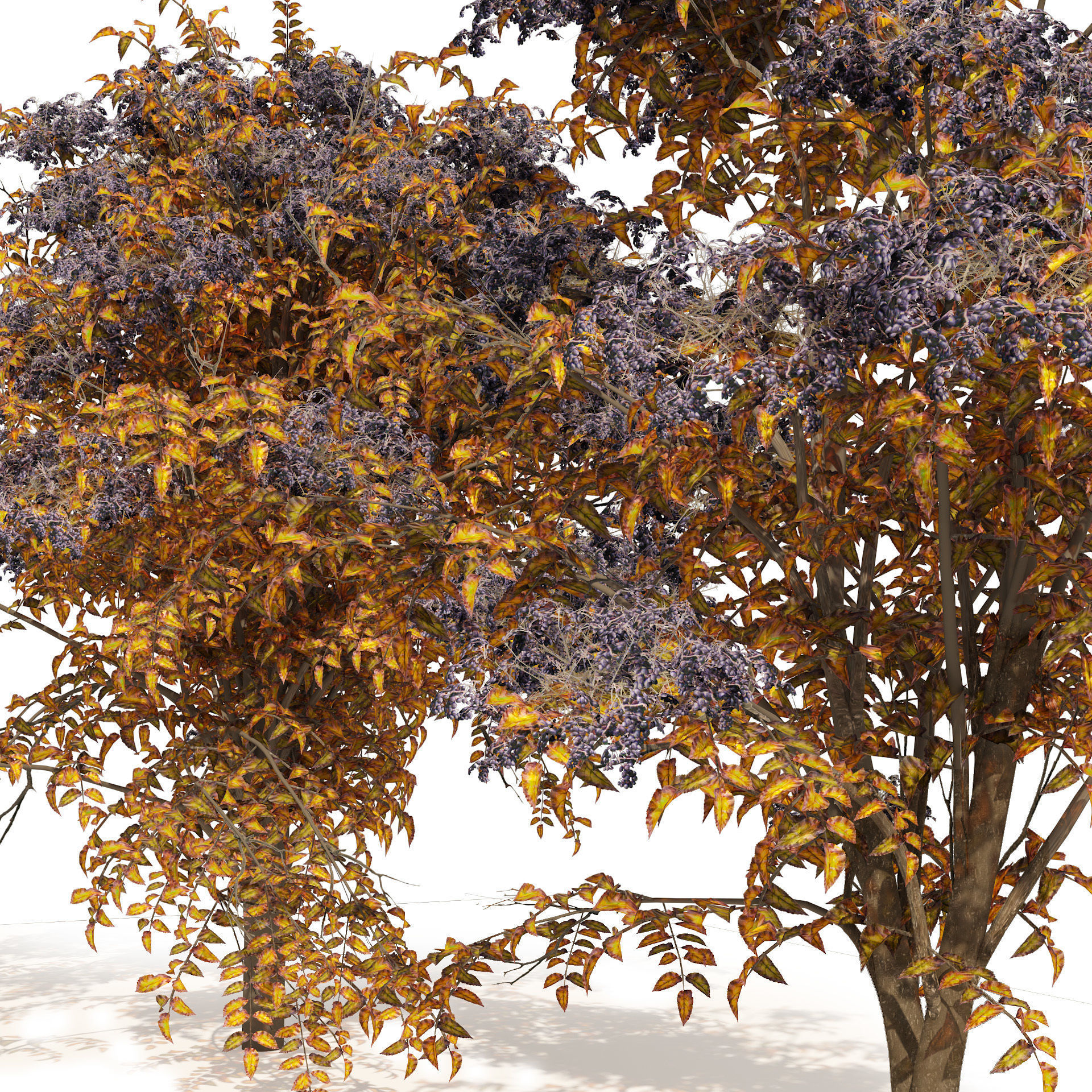 2 Autumn Japanese angelica trees 3D model_2