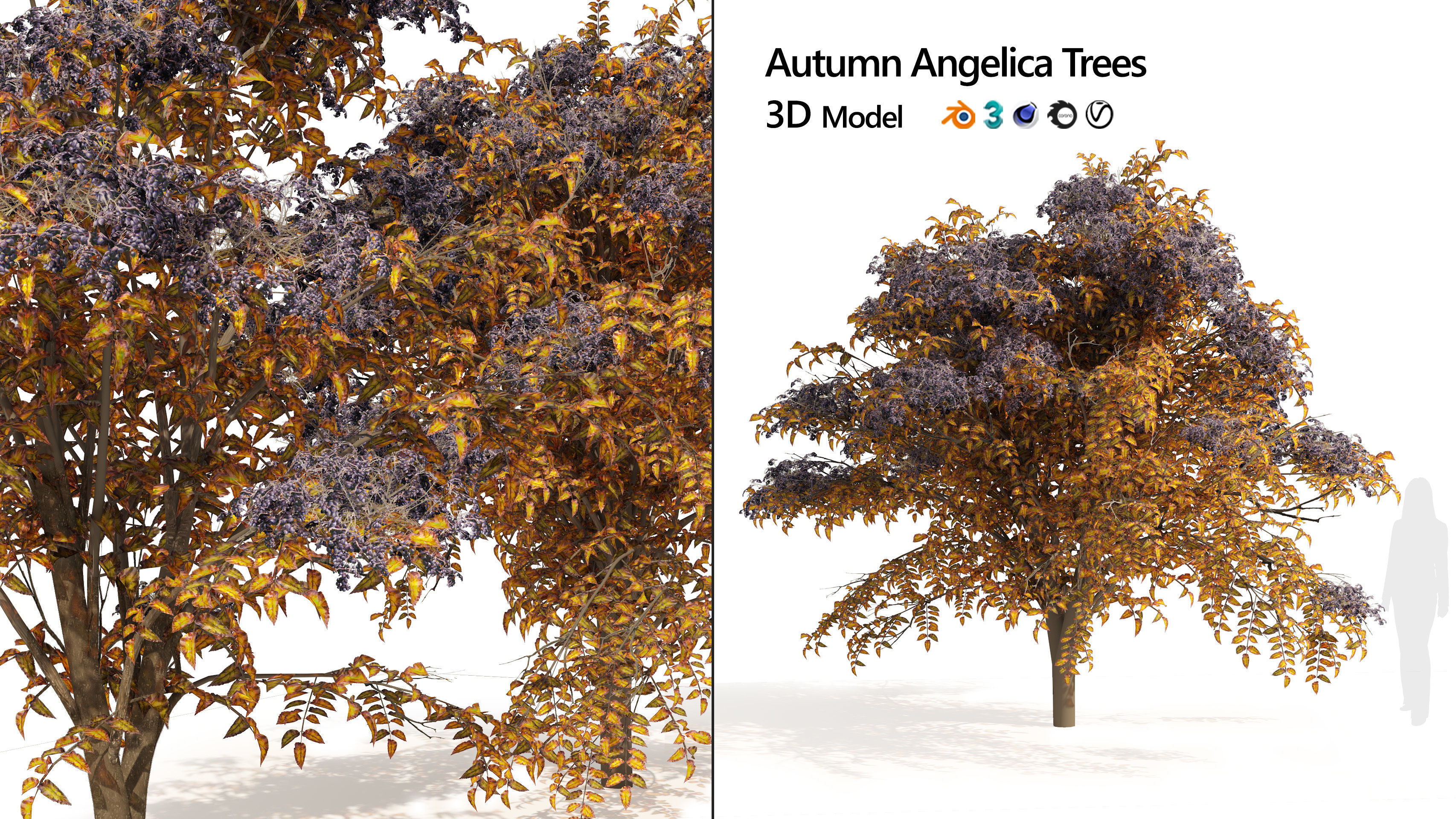 2 Autumn Japanese angelica trees 3D model_4