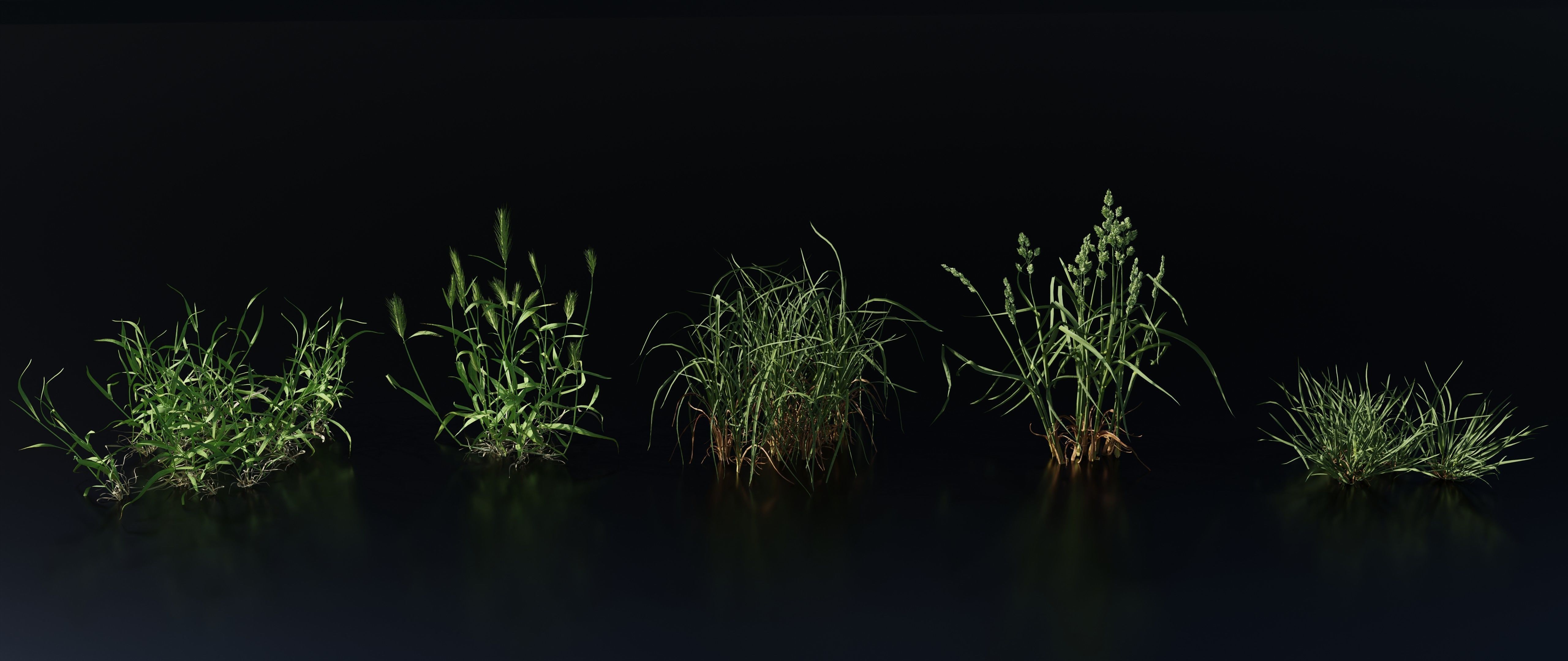 Grass Variety Pack 2 3D model_1