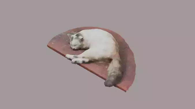 a sleeping cat 3d scanning