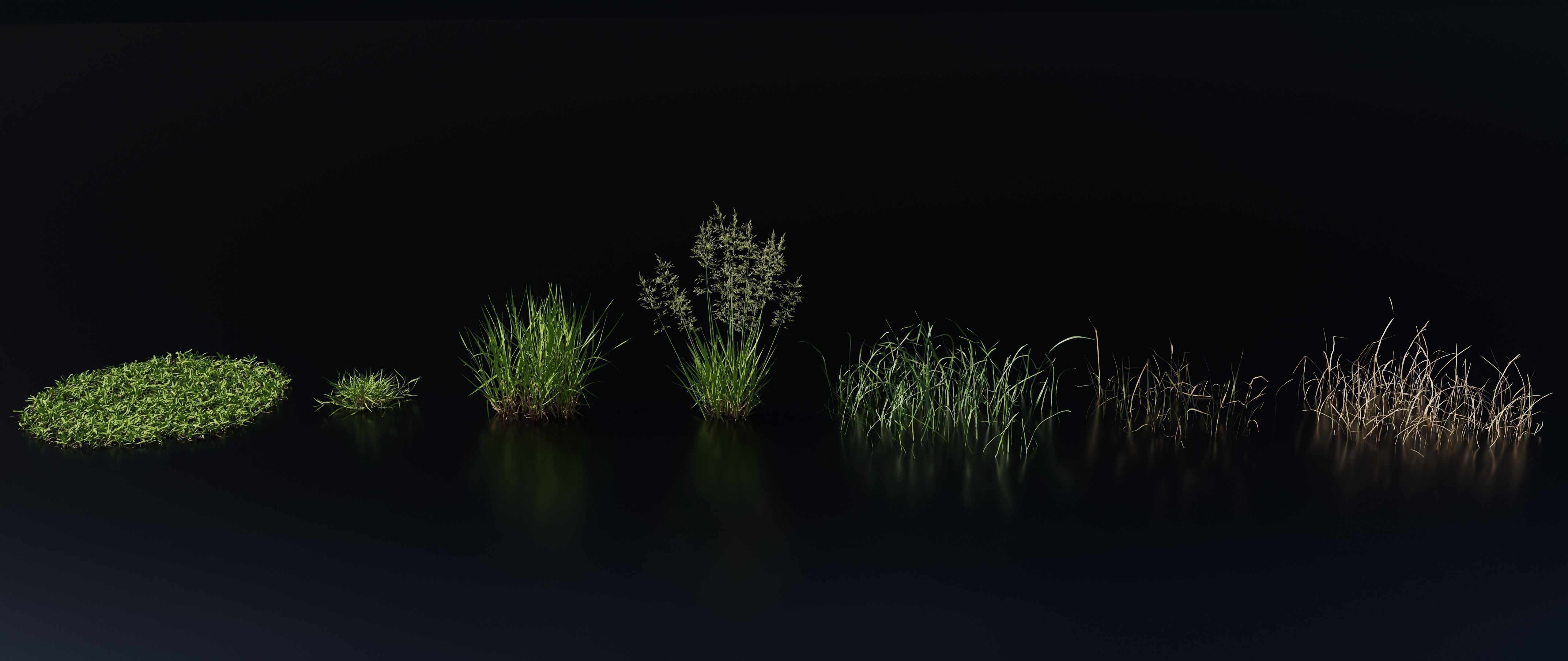 Grass Variety Pack 3 3D model_2