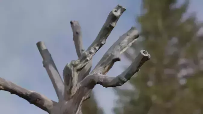 A well-organized pile of old trees