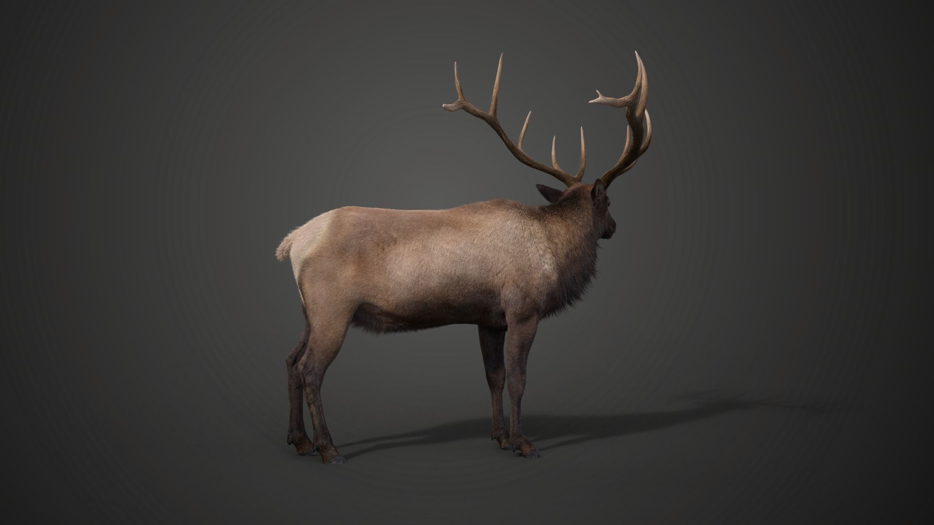 Male Elk Animated VFX Grace 3D model_15