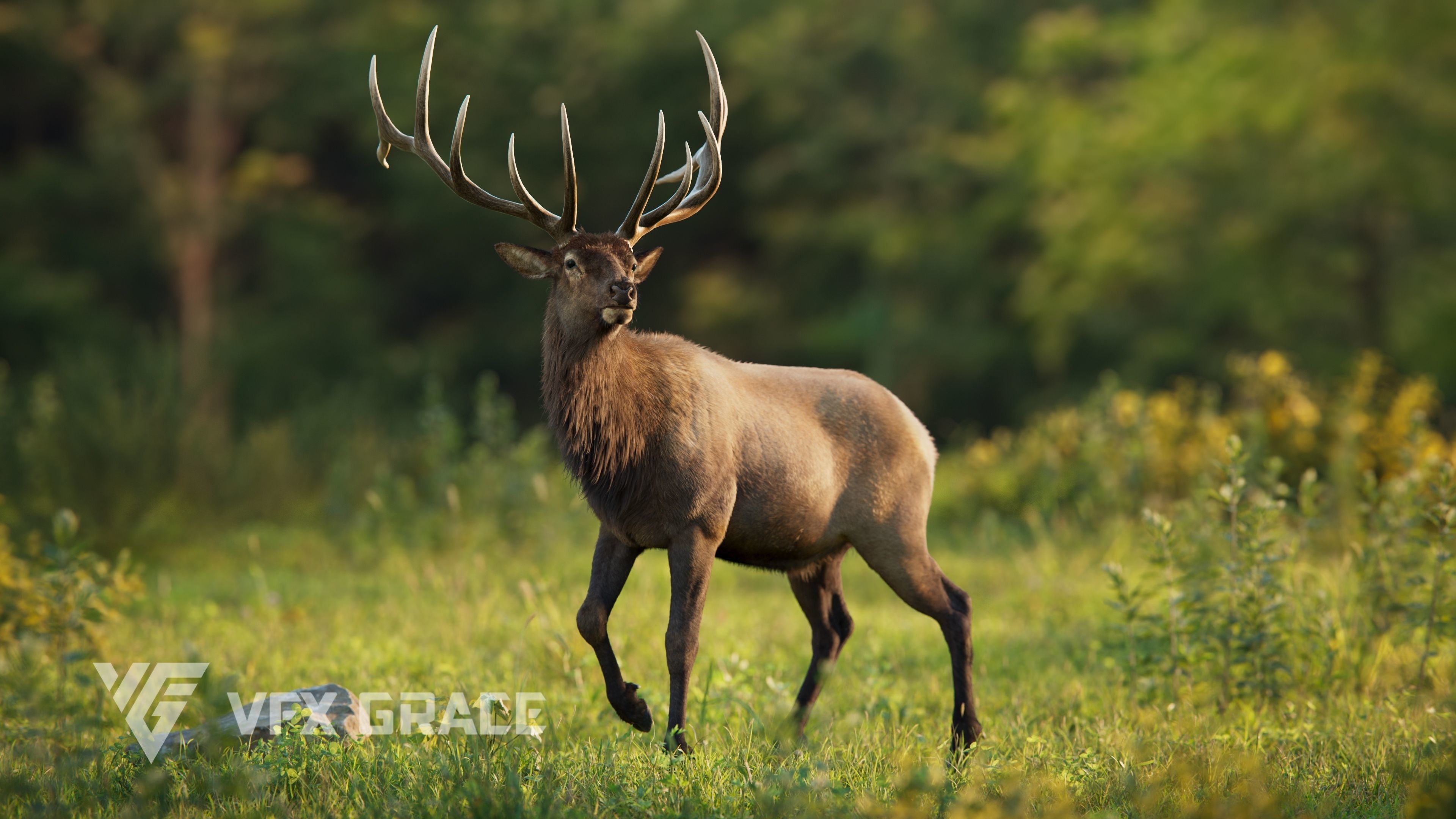 Male Elk Animated VFX Grace 3D model_11