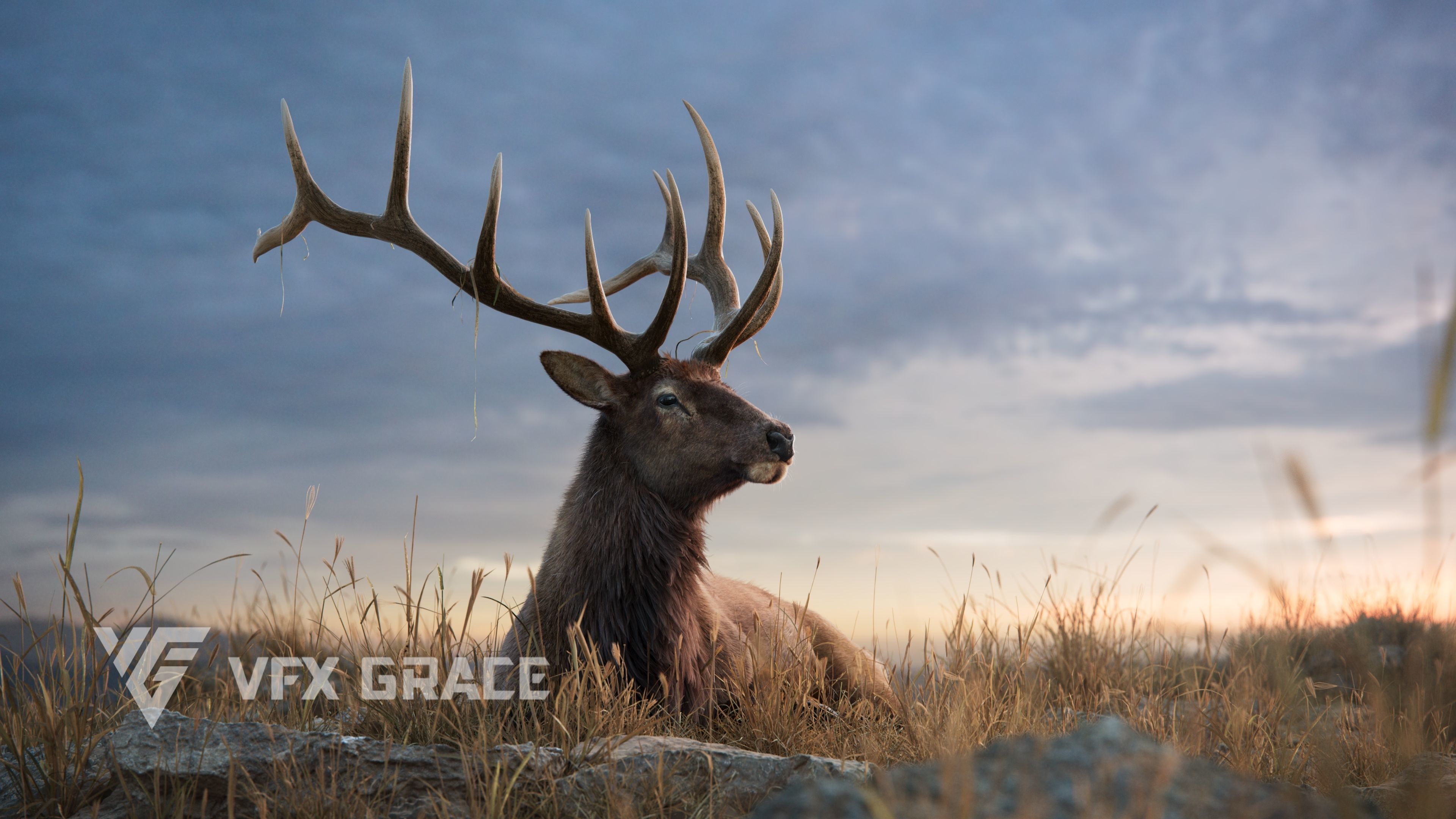 Male Elk Animated VFX Grace 3D model_9