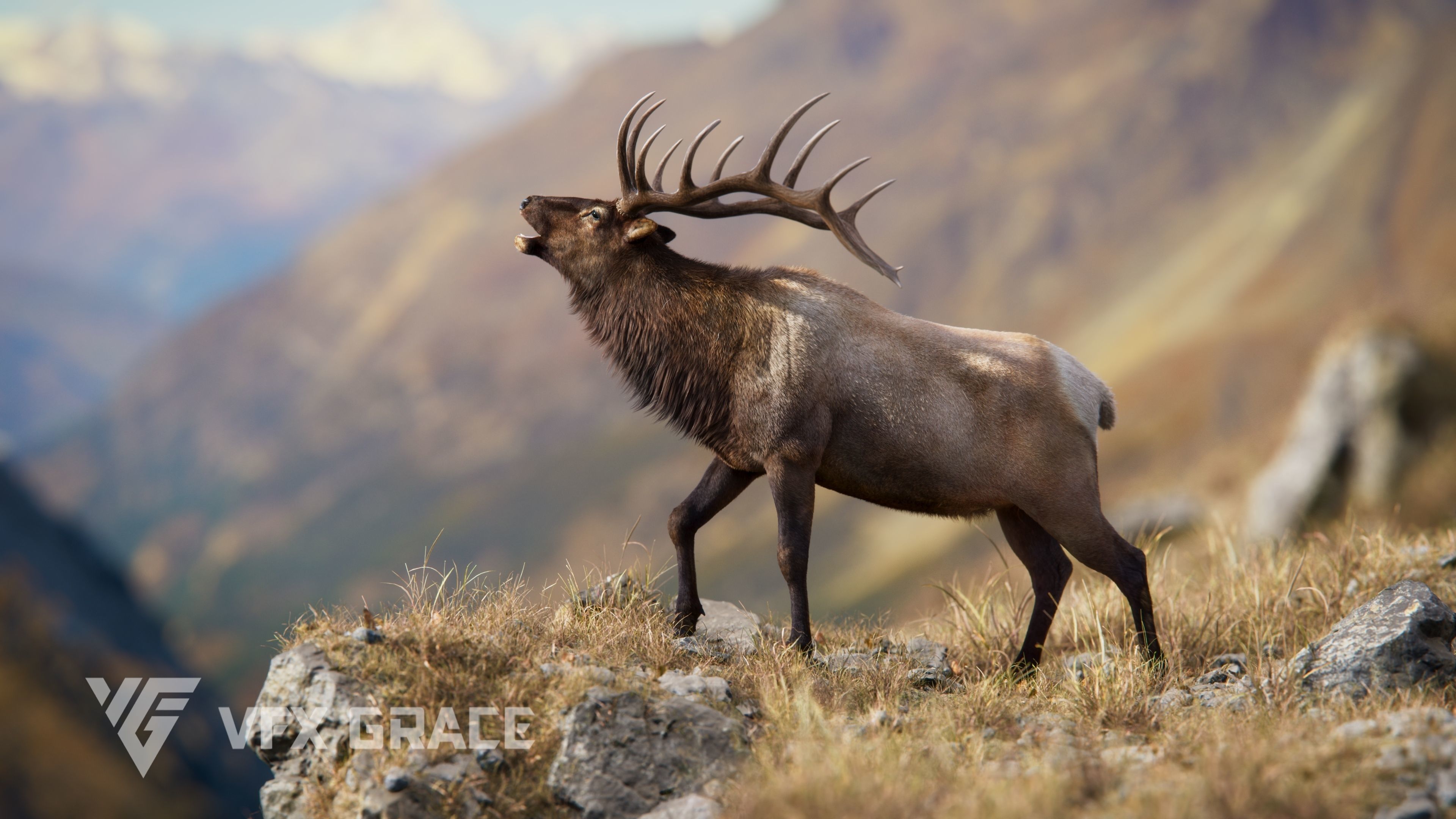 Male Elk Animated VFX Grace 3D model_7