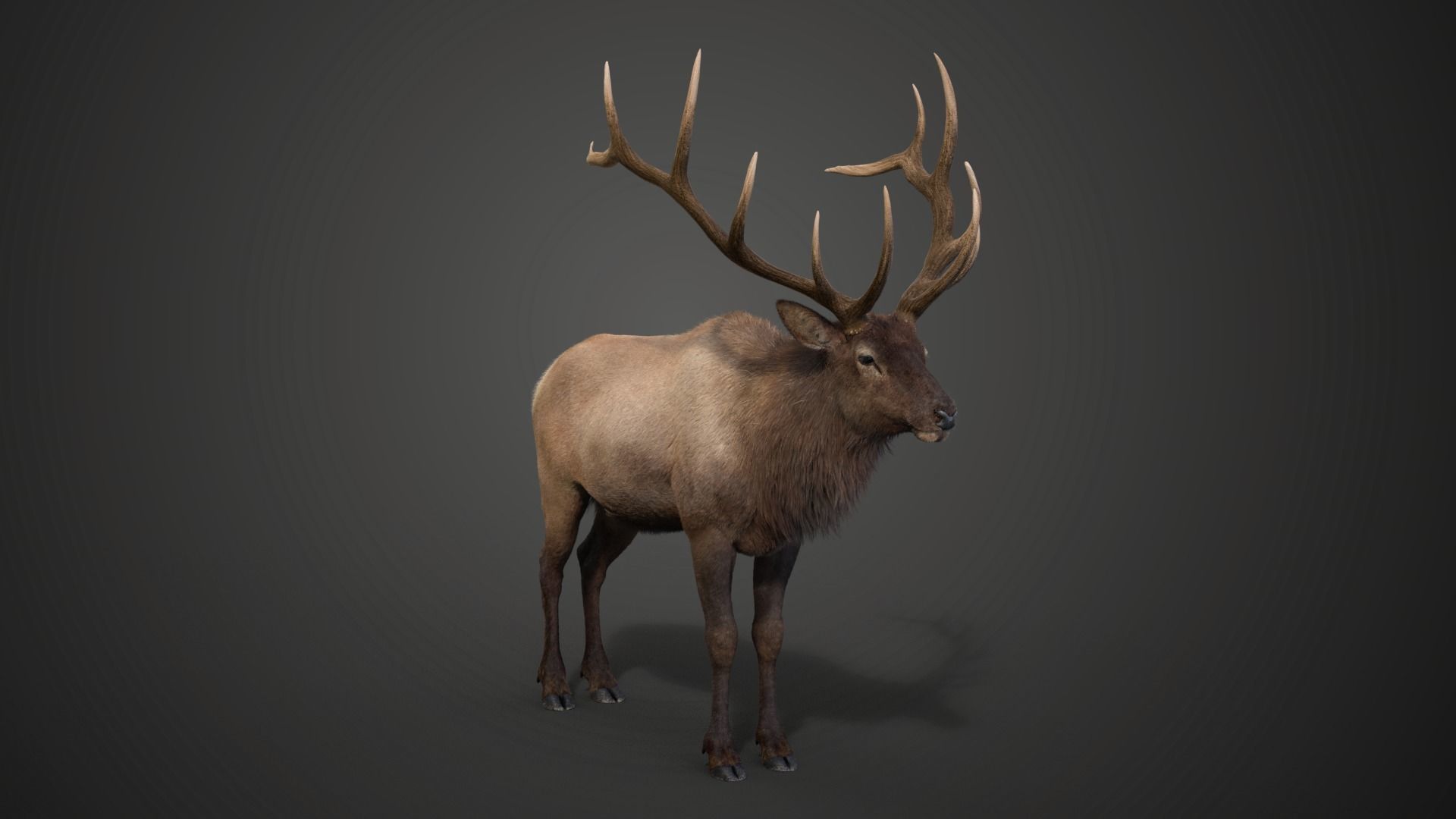 Male Elk Animated VFX Grace 3D model_13