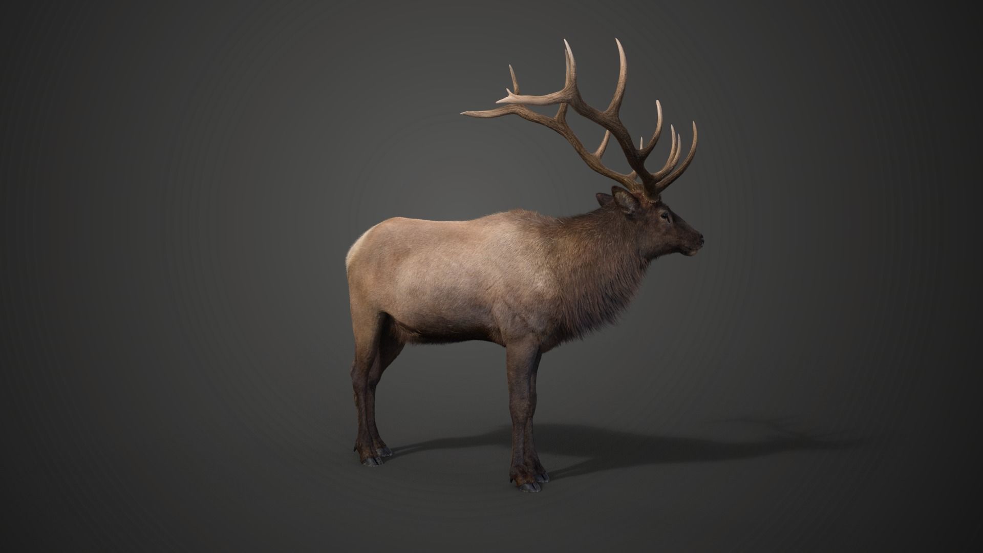 Male Elk Animated VFX Grace 3D model_18