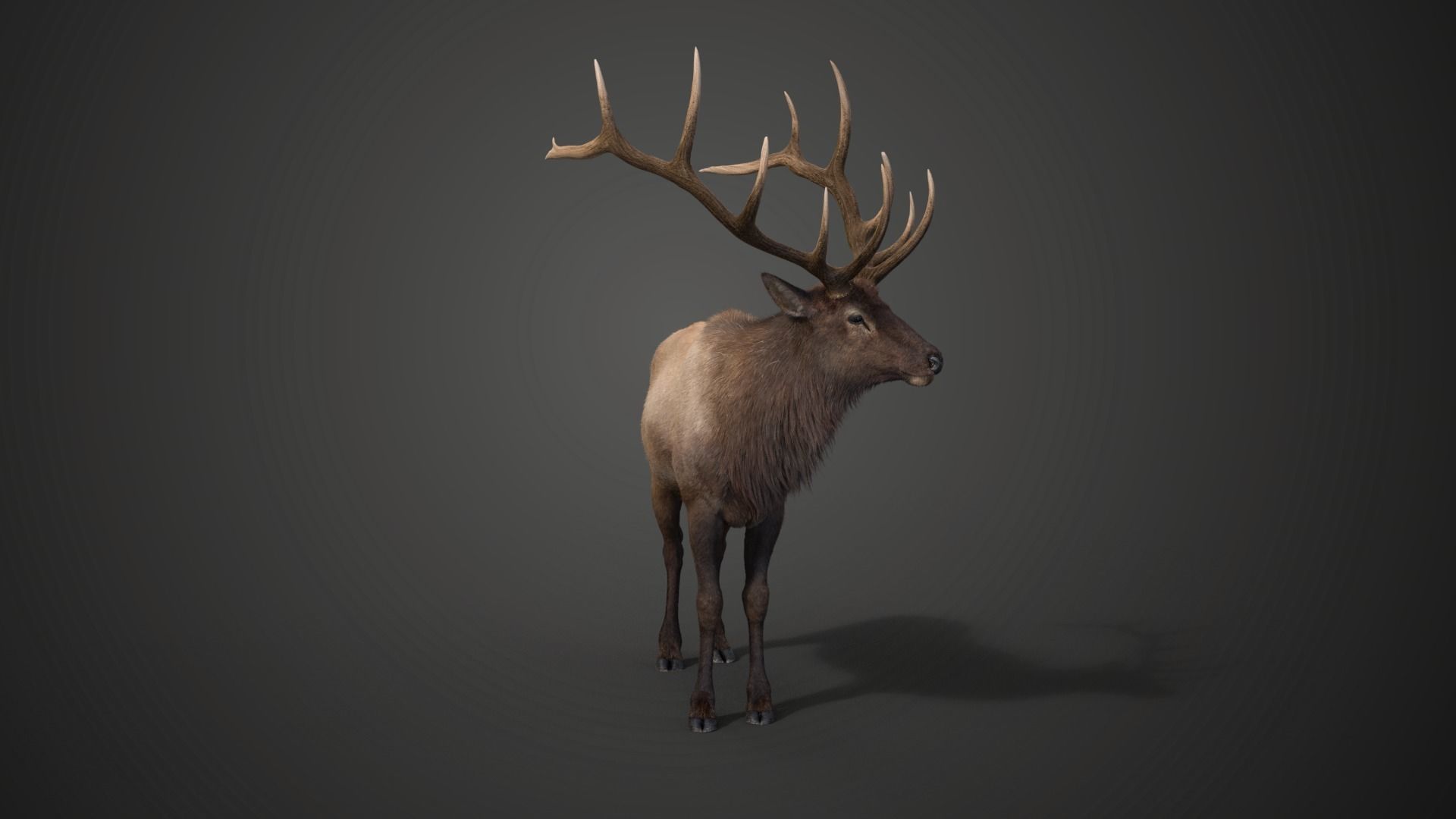 Male Elk Animated VFX Grace 3D model_14