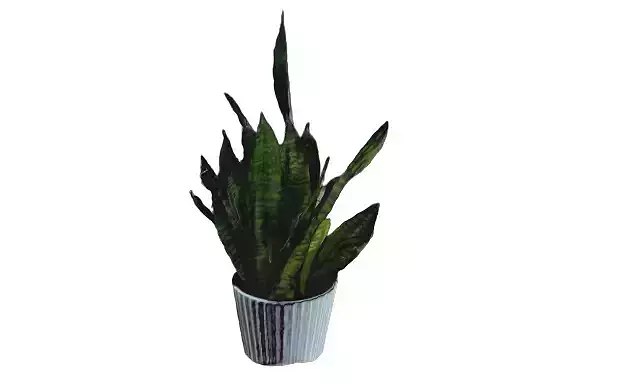 Plant aloe vera in pot