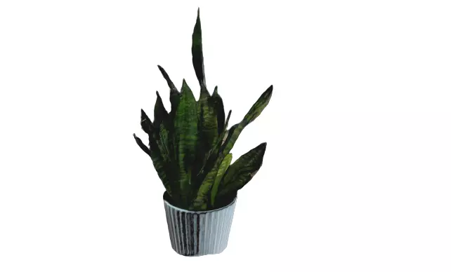 Plant aloe vera in pot Free 3D model