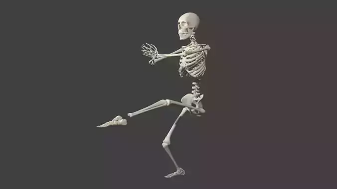 Skeleton With Rig 3D model