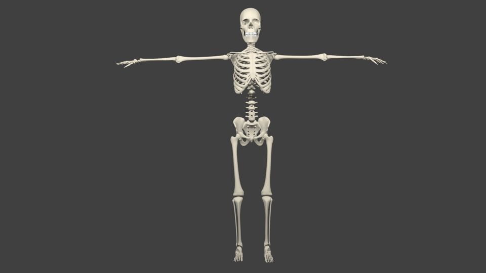 Skeleton With Rig 3D model_1
