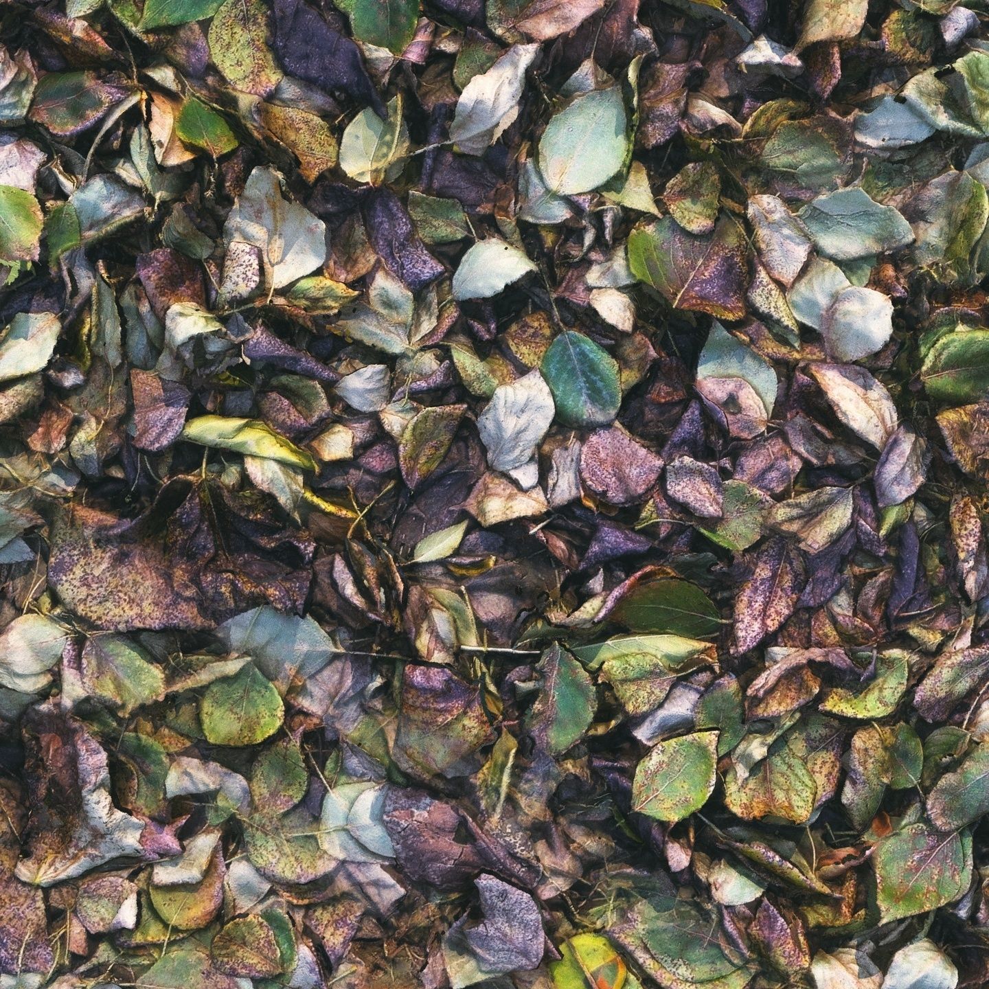 Autumn foliage material 01 3D model_5
