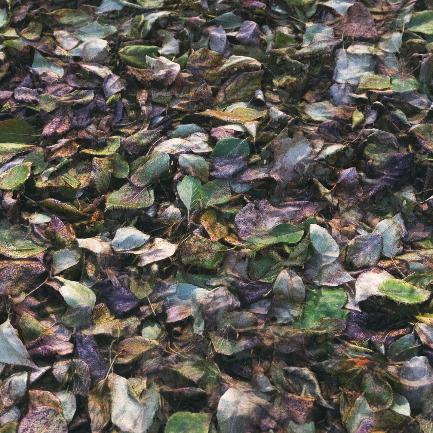 Autumn foliage material 01 3D model_7