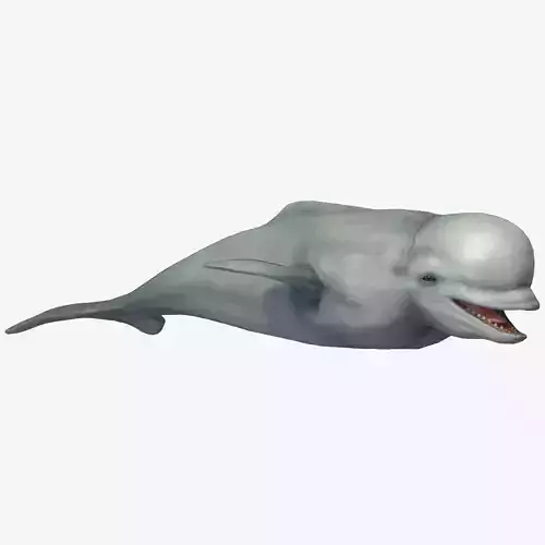 Beluga Whale Low-poly 3D model