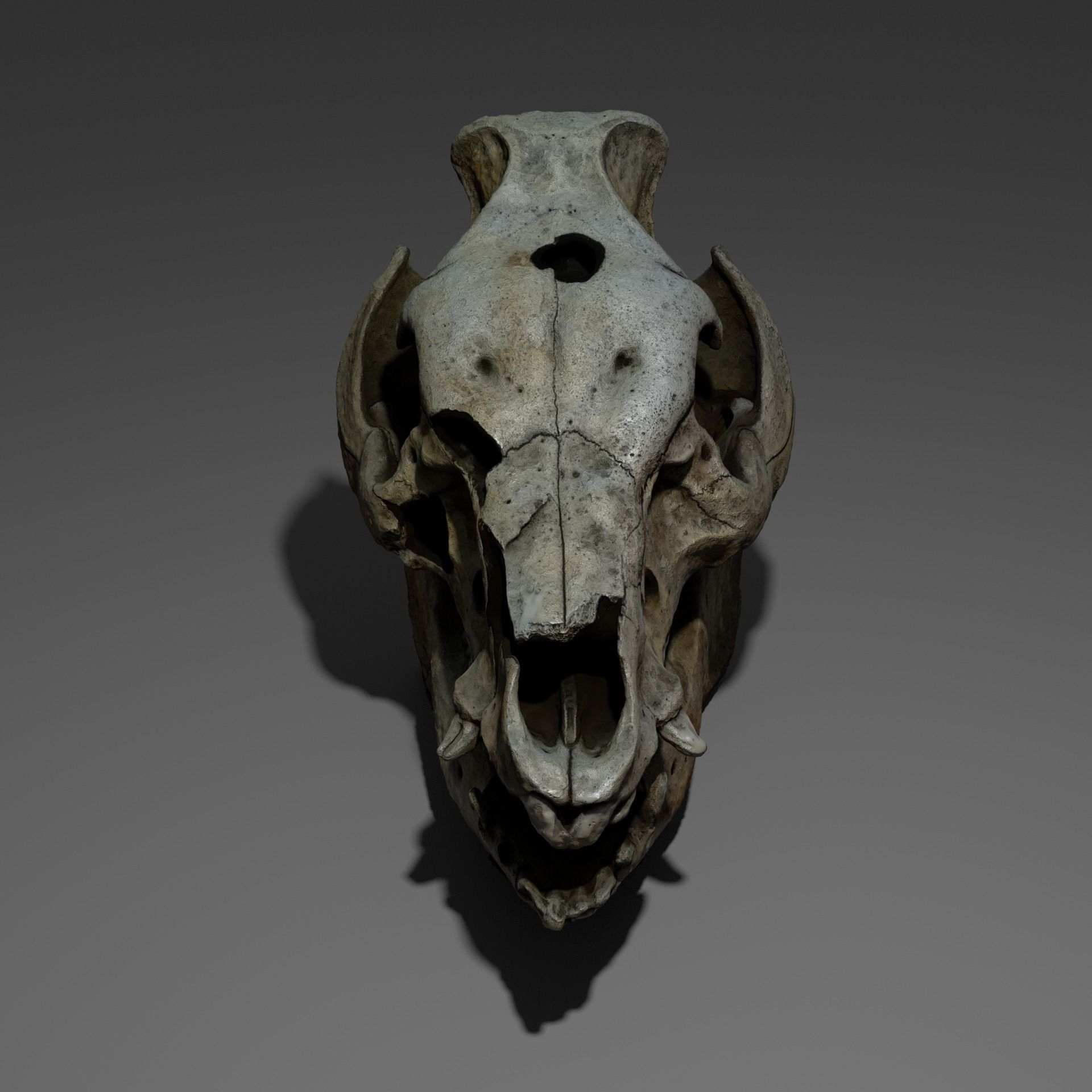 Animal skull - pig cranium - Photoscan 3D model_2