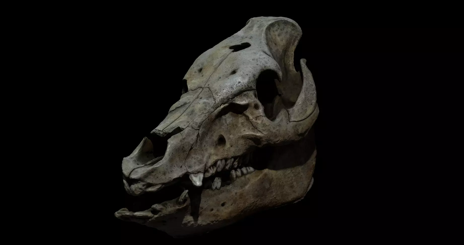 Animal skull - pig cranium - Photoscan 3D model_0
