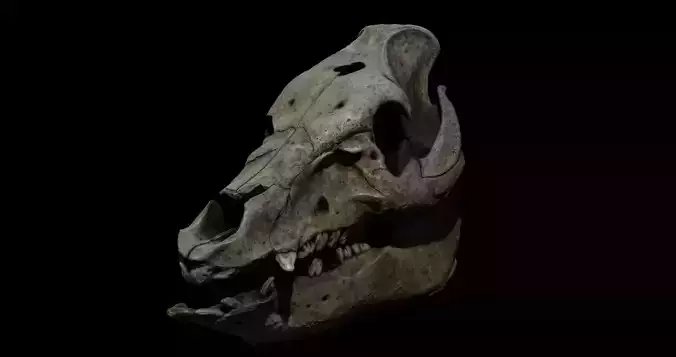 Animal skull - pig cranium - Photoscan