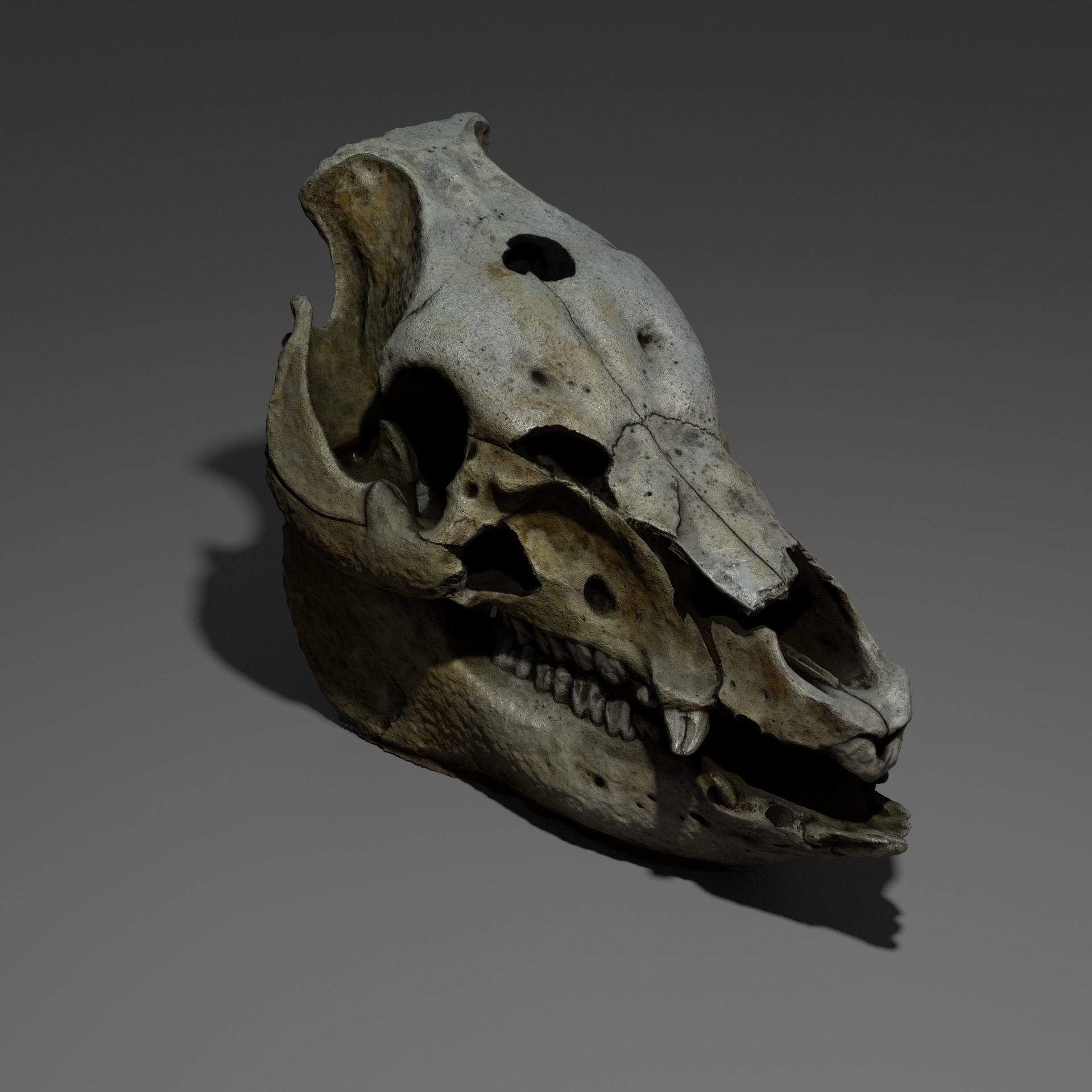 Animal skull - pig cranium - Photoscan 3D model_1