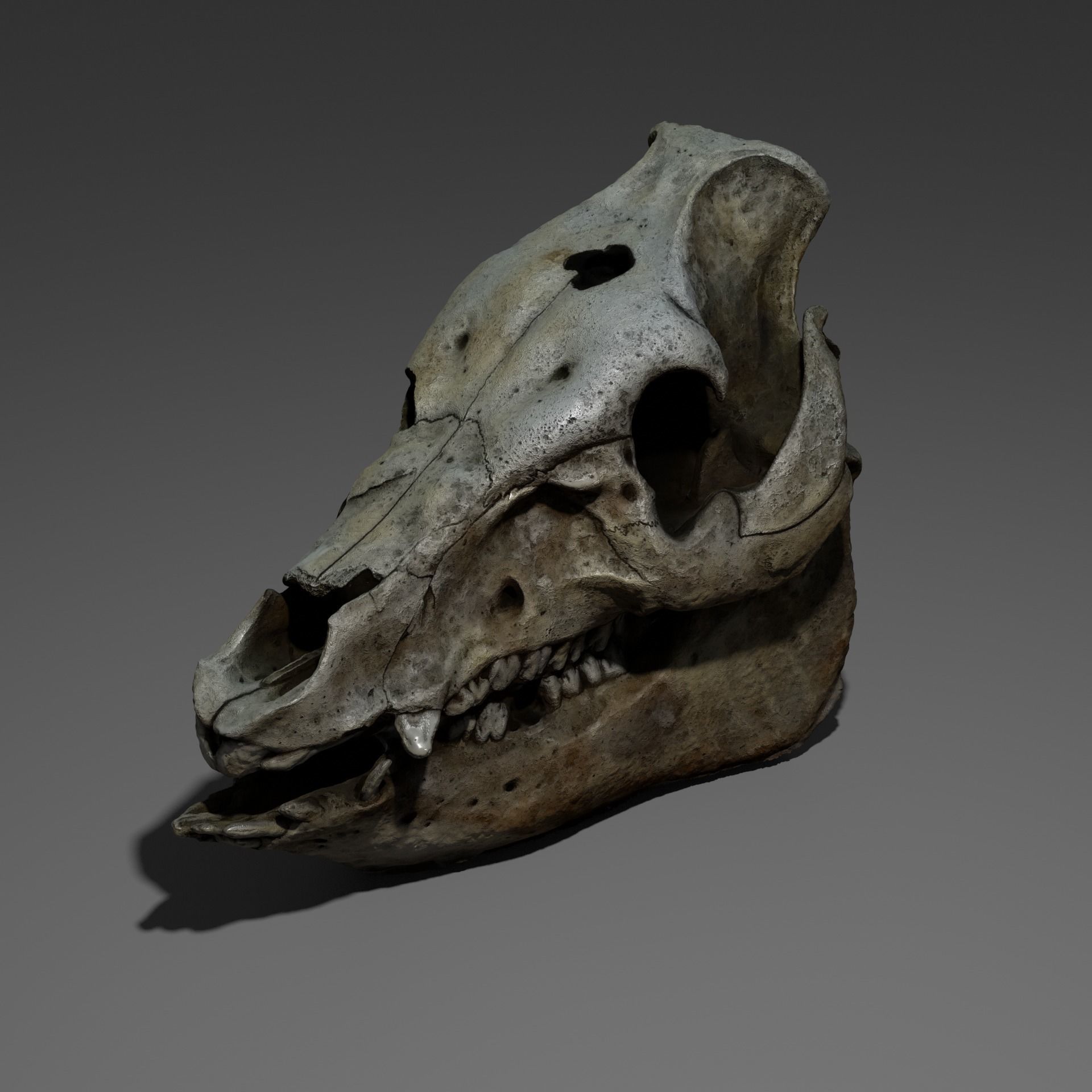 Animal skull - pig cranium - Photoscan 3D model_3