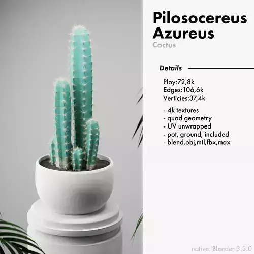 Realistic cactus Pilosocereus Azureus with pot