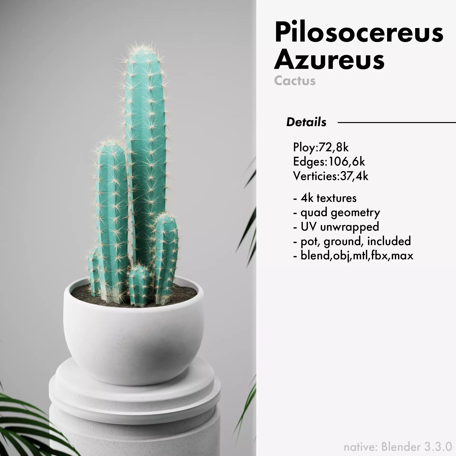 Realistic cactus Pilosocereus Azureus with pot 3D model | CGTrader