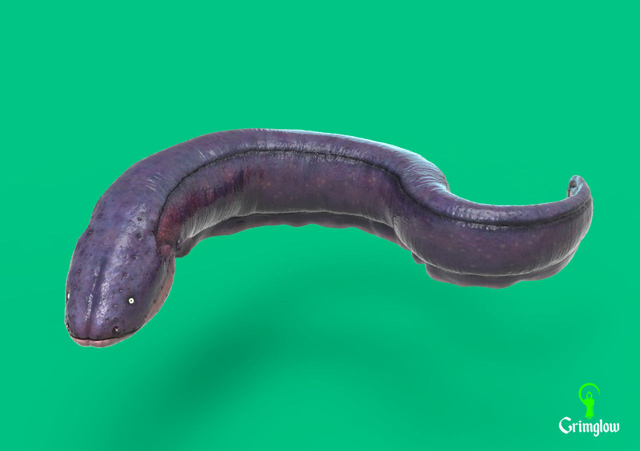 Electric Eel 3D print model_3