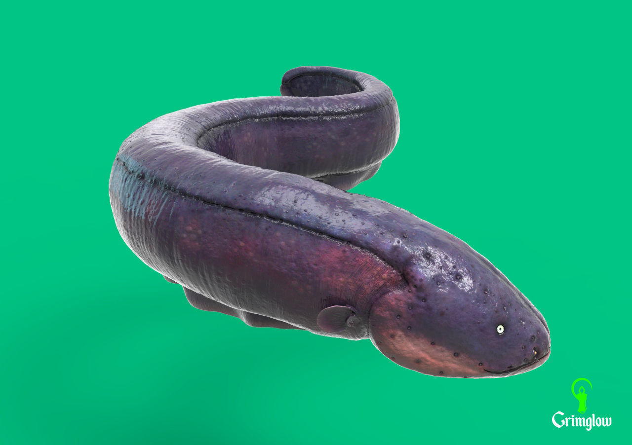 Electric Eel 3D print model_2